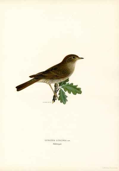 Thrush Nightingale by Magnus Ferdinand and Wilhelm von Wright