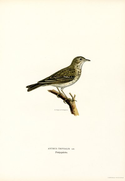 Tree Pipit by Magnus Ferdinand and Wilhelm von Wright