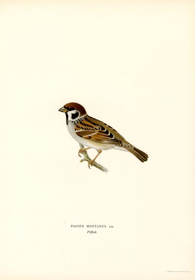 Tree Sparrow by Magnus Ferdinand and Wilhelm von Wright