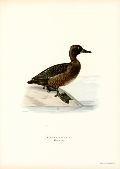 Tufted Duck by Magnus Ferdinand and Wilhelm von Wright