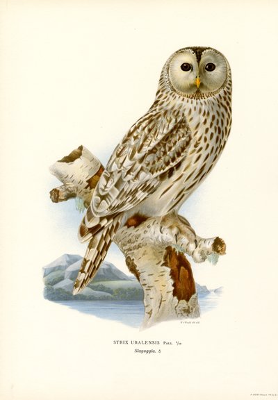 Ural Owl by Magnus Ferdinand and Wilhelm von Wright
