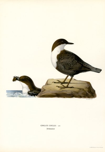 Water Ouzel by Magnus Ferdinand and Wilhelm von Wright