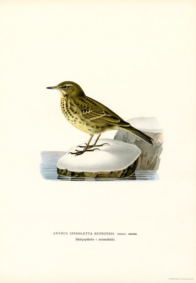 Water Pipit by Magnus Ferdinand and Wilhelm von Wright