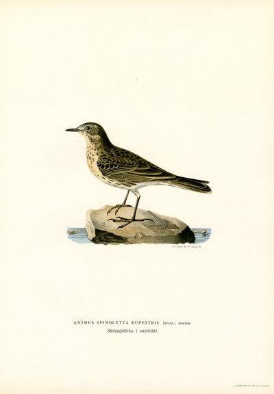 Water Pipit by Magnus Ferdinand and Wilhelm von Wright