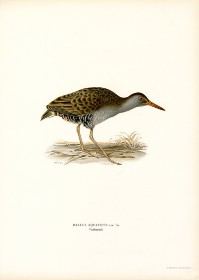 Water Rail by Magnus Ferdinand and Wilhelm von Wright