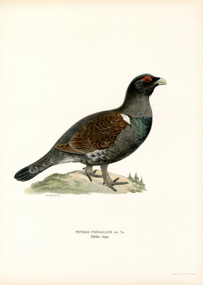 Western Capercaillie by Magnus Ferdinand and Wilhelm von Wright