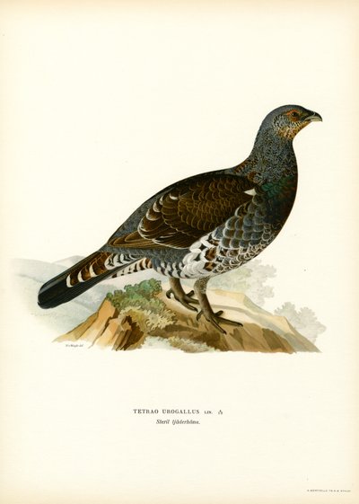 Western Capercaillie by Magnus Ferdinand and Wilhelm von Wright
