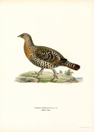Western Capercaillie by Magnus Ferdinand and Wilhelm von Wright