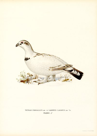 Western Capercaillie x Willow Ptarmigan by Magnus Ferdinand and Wilhelm von Wright