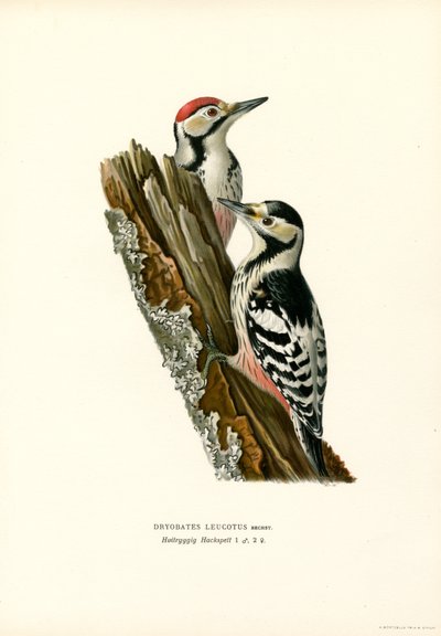 White-backed Woodpecker by Magnus Ferdinand and Wilhelm von Wright