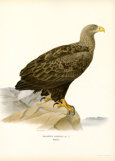White-tailed Eagle by Magnus Ferdinand and Wilhelm von Wright