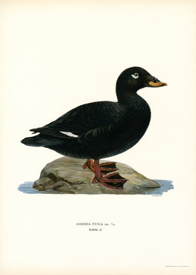 White-winged Scoter by Magnus Ferdinand and Wilhelm von Wright