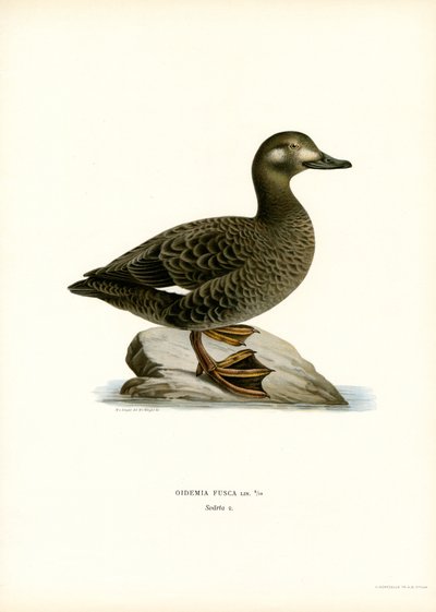White-winged Scoter by Magnus Ferdinand and Wilhelm von Wright