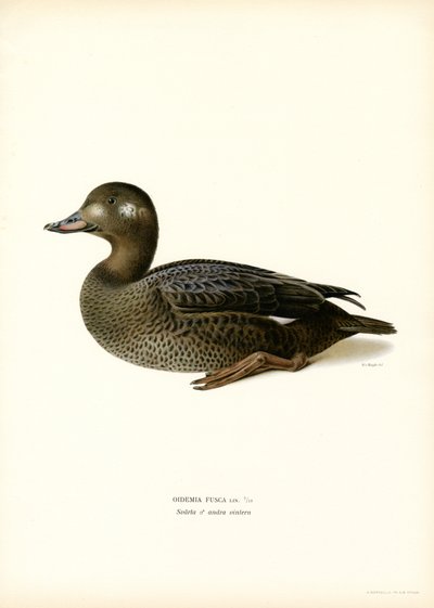 White-winged Scoter by Magnus Ferdinand and Wilhelm von Wright