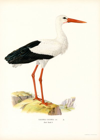 White Stork by Magnus Ferdinand and Wilhelm von Wright
