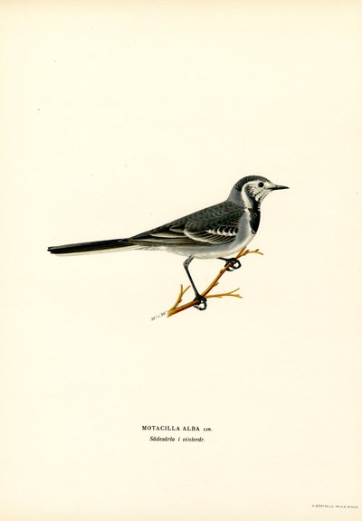White Wagtail by Magnus Ferdinand and Wilhelm von Wright