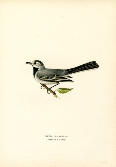 White Wagtail by Magnus Ferdinand and Wilhelm von Wright