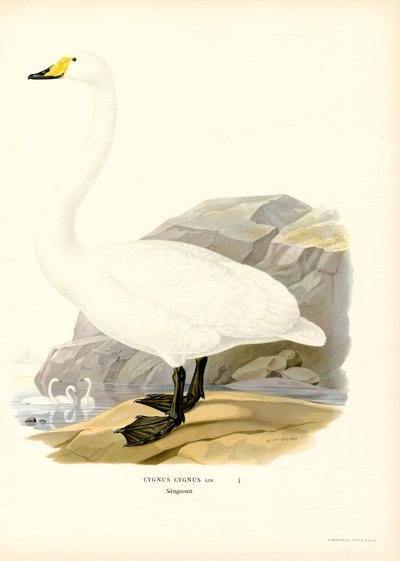 Whooper Swan by Magnus Ferdinand and Wilhelm von Wright