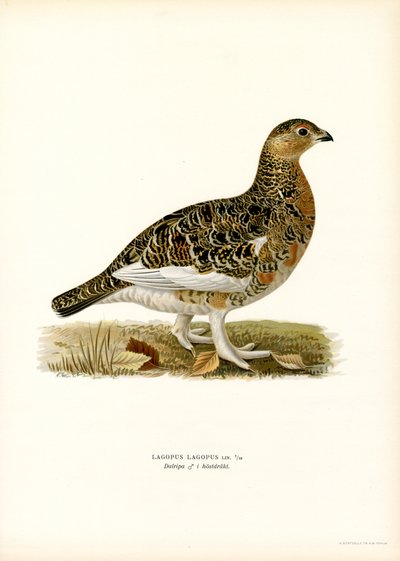 Willow Ptarmigan by Magnus Ferdinand and Wilhelm von Wright
