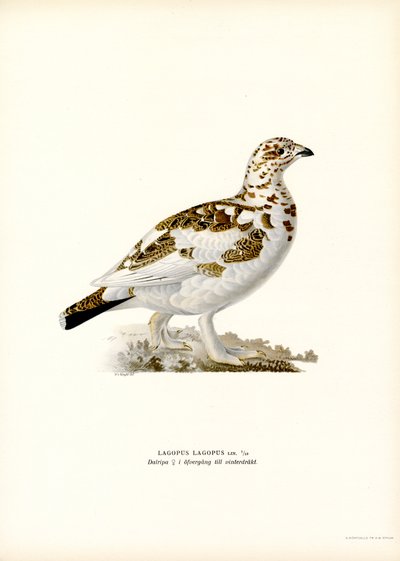 Willow Ptarmigan by Magnus Ferdinand and Wilhelm von Wright