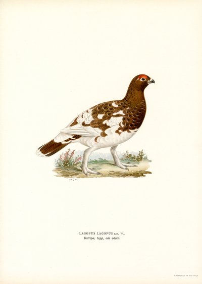 Willow Ptarmigan by Magnus Ferdinand and Wilhelm von Wright