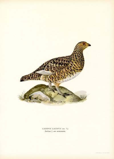 Willow Ptarmigan by Magnus Ferdinand and Wilhelm von Wright
