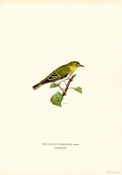 Wood Warbler by Magnus Ferdinand and Wilhelm von Wright