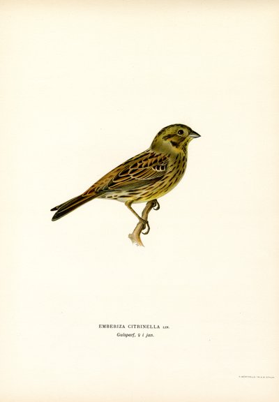 Yellow Bunting by Magnus Ferdinand and Wilhelm von Wright