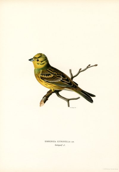 Yellow Bunting by Magnus Ferdinand and Wilhelm von Wright