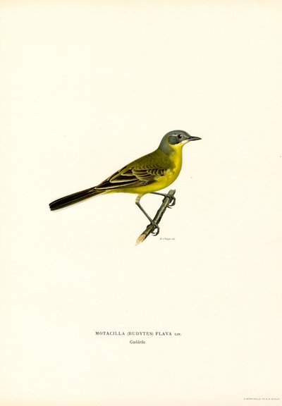 Yellow Wagtail by Magnus Ferdinand and Wilhelm von Wright
