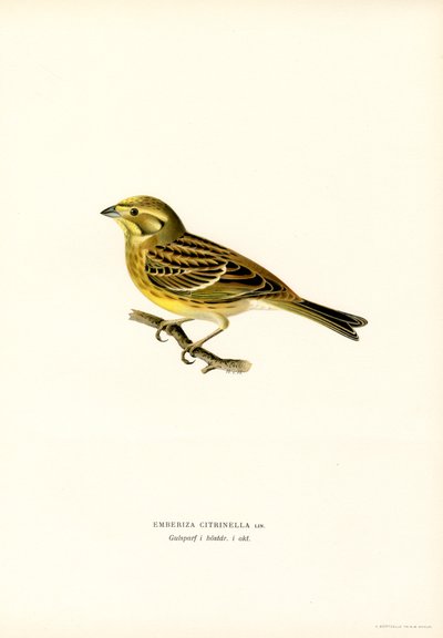 Yellowhammer (Emberiza citrinella) by Magnus Ferdinand and Wilhelm von Wright