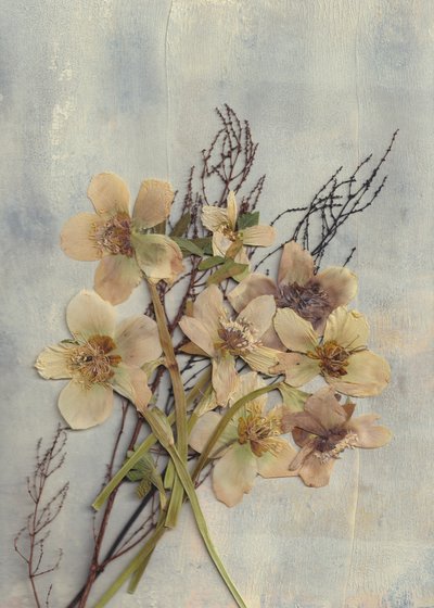 Delicate Pressed Flowers by Maira Ribena