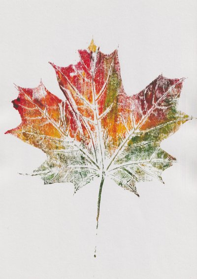 Maple Leaf by Maira Ribena
