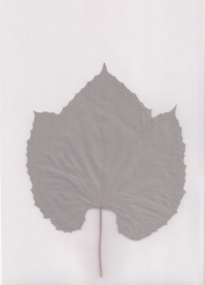 Muted Leaf Study by Maira Ribena