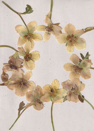 Pressed Floral Wreath by Maira Ribena