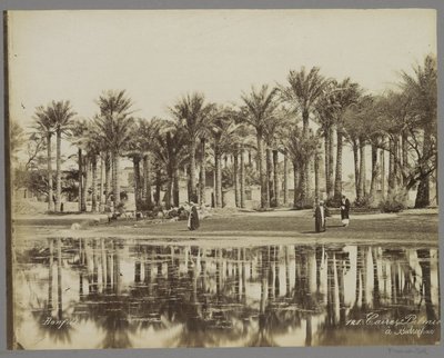 Men with Goats Under Palms by the Water in Bedrechen by Maison Bonfils