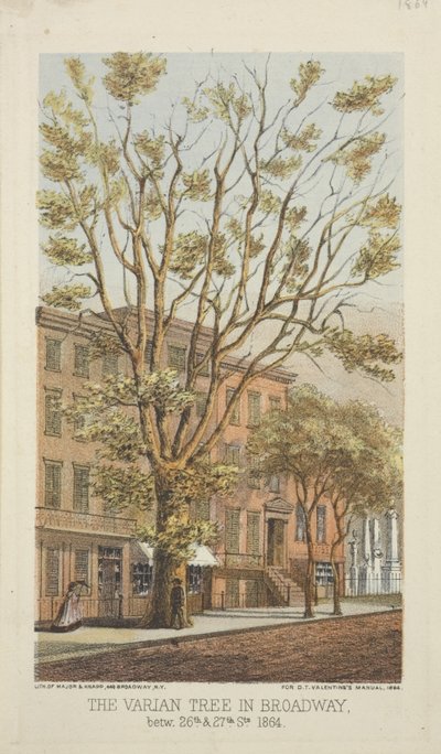 The Varian Tree in Broadway, between 26th & 27th Streets, 1864 by Major and Knapp