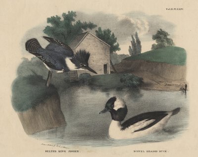 Belted King Fisher and Buffel Headed Duck, from 