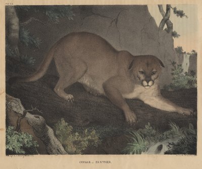 Cougar or Panther, from 
