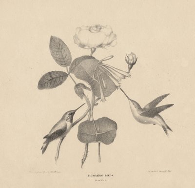 Hummingbirds, from 