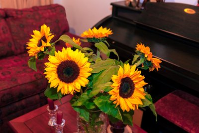 Bright Yellow Sunflowers or Helianthus Annuus from the Andes Mountains in Colombia Decorates a Home in Bogota City by Mano Chandra Dhas