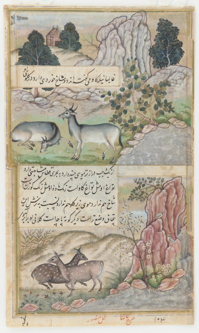 Two Wild Buffalo by Mansur (fl.c.1590 1630)
