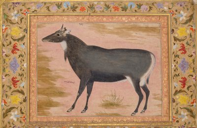 Study of a Nilgai Blue Bull, Folio from the Shah Jahan Album by Mansur