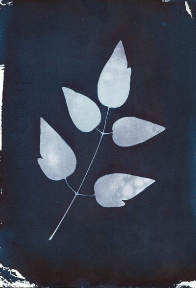 Cyanotype, 2023 by Marco Campedelli