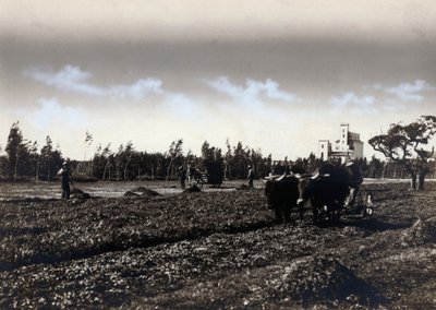 Plowing in Mussolinia, in the Province of Cagliari by Marco Leporati