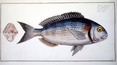 Natural History Plate: The Bream by Marcus Élieser Bloch