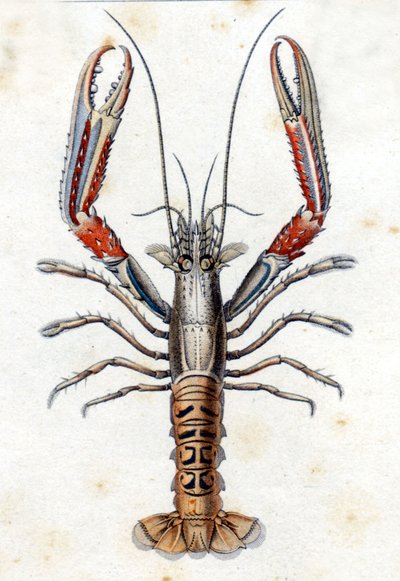 Natural History Plate: The Langoustine after Marc Elieser Bloch by Marcus Élieser Bloch