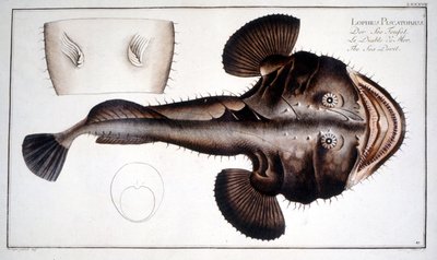 Natural History Plate: The Lotte by Marcus Élieser Bloch