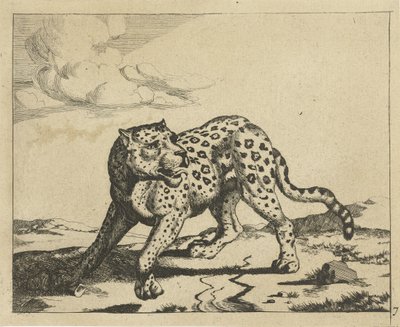Leopard Standing to the Left, Head to the Right (Leopards) by Marcus de Bye