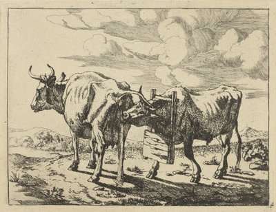 Two standing cows. Cows and sheep (series title) by Marcus de Bye